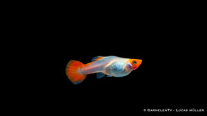 Guppy Koi kohaku weiblich - Poecilia reticulata