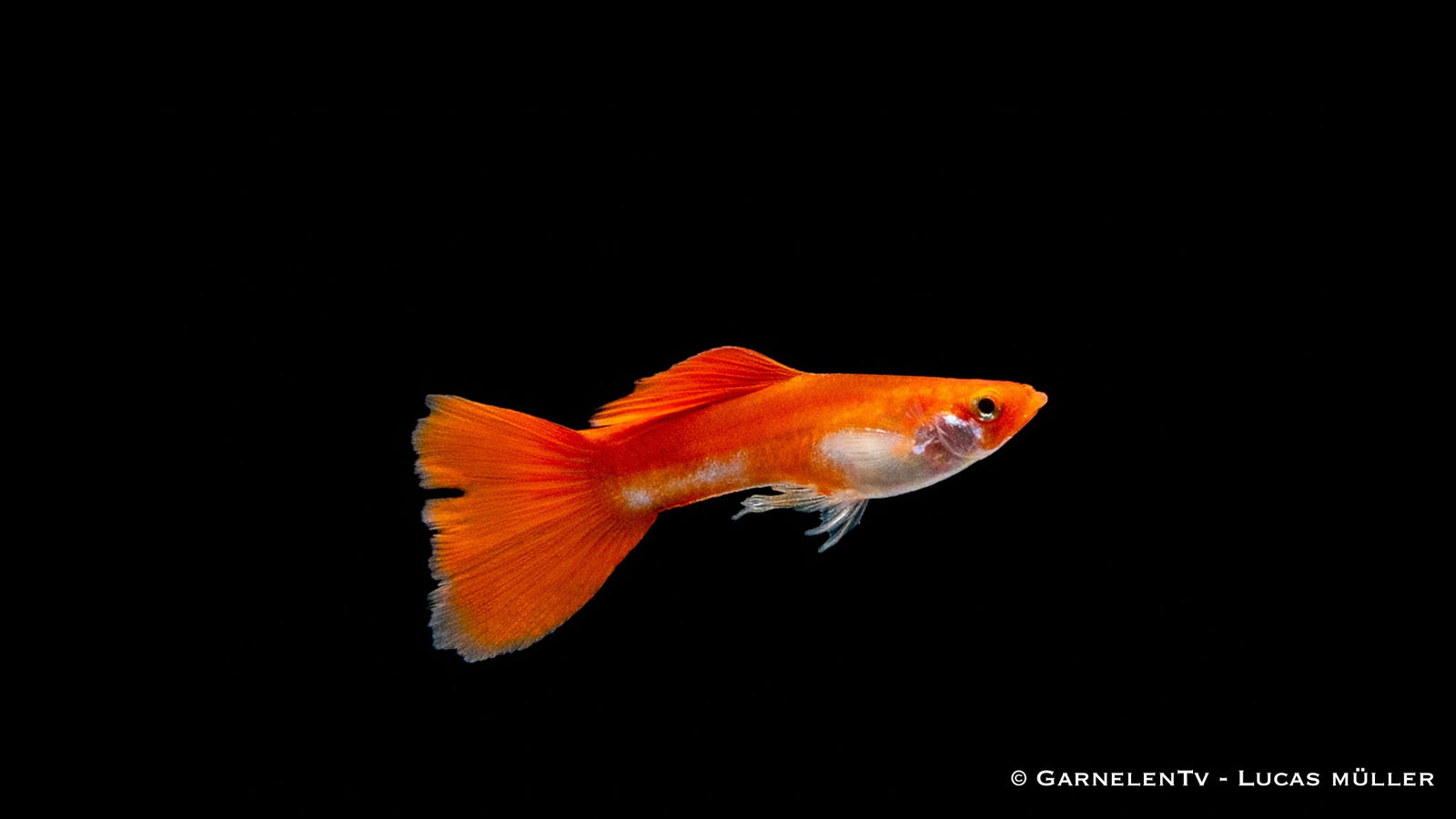 Guppy Koi kohaku - Poecilia reticulata Männchen