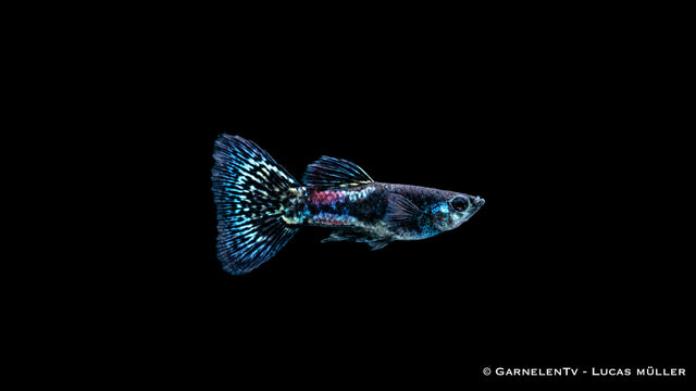Guppy Männlich Black Metal Lace - Poecilia reticulata