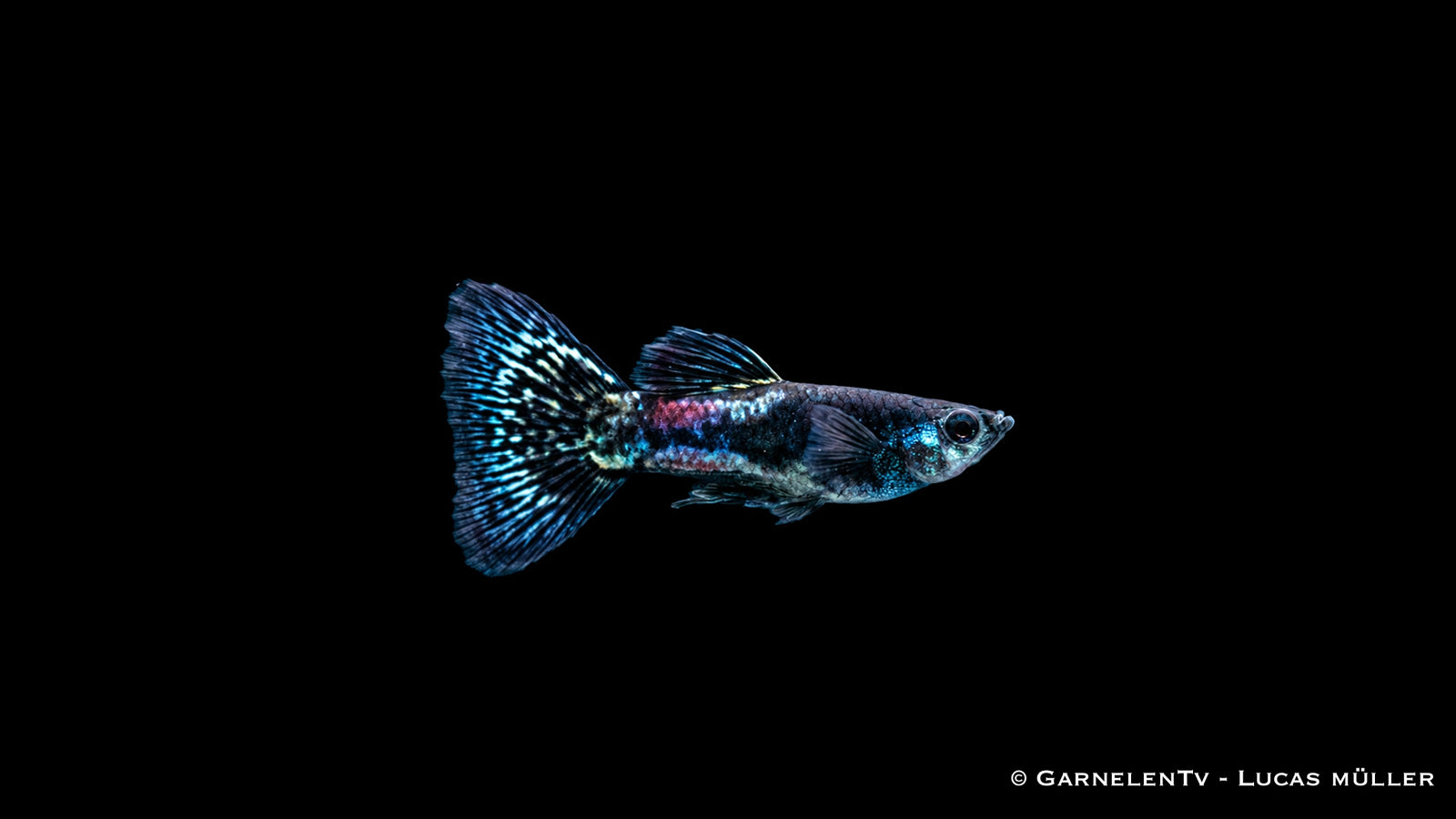 Guppy Männlich Black Metal Lace - Poecilia reticulata