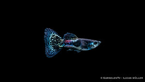 Guppy Männlich Black Metal Lace - Poecilia reticulata