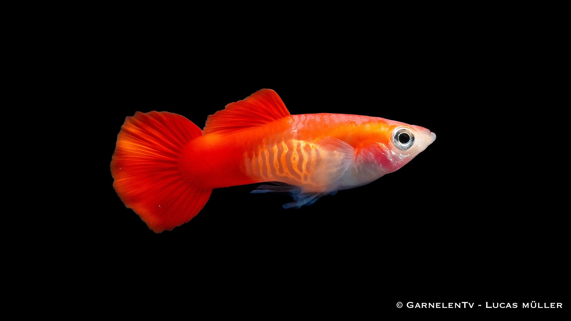 Guppy männlich Red Blond Cobra - Poecilia reticulata im Aquarium