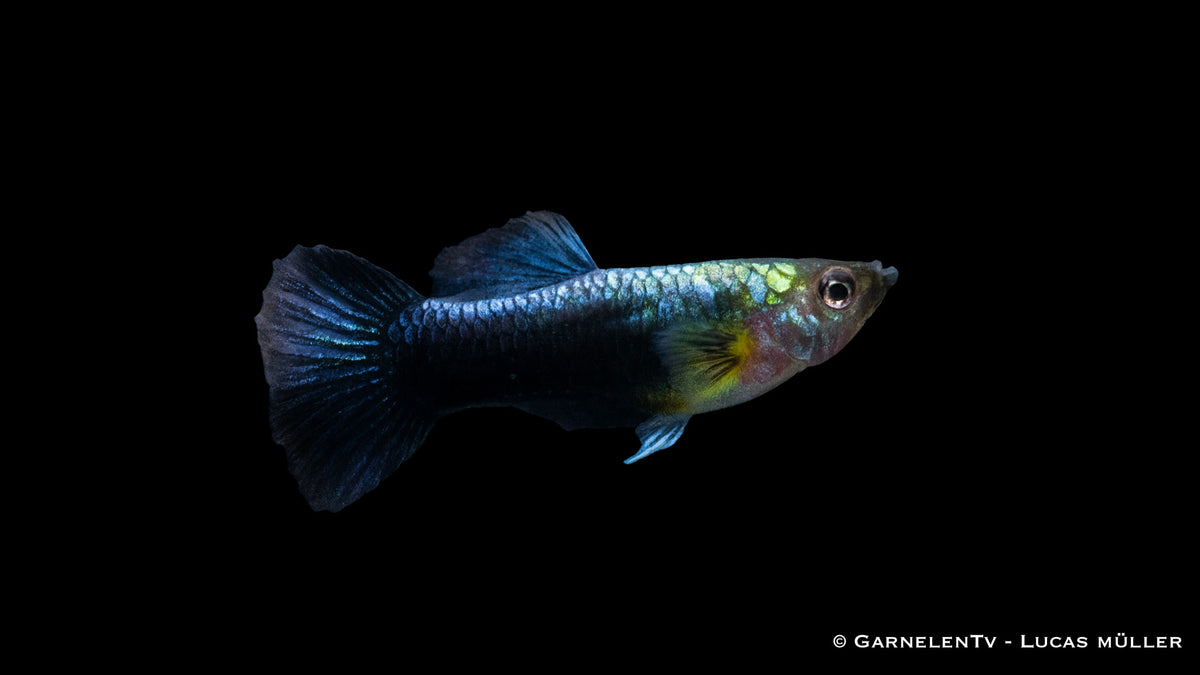 Endlers Guppy männlich Blue Neon - Poecilia wingei