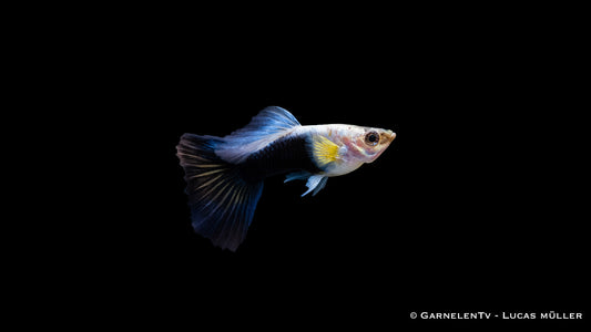 Endlers Guppy männlich Blue Neon - Poecilia wingei
