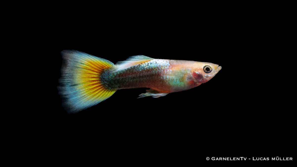 Guppy männlich Gold Tuxedo - Poecilia reticulata
