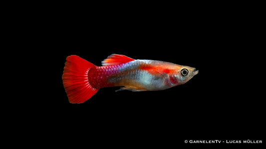 Guppy männlich red blonde tuxedo - Poecilia reticulata
