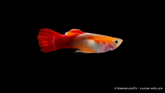Guppy männlich red blonde tuxedo - Poecilia reticulata