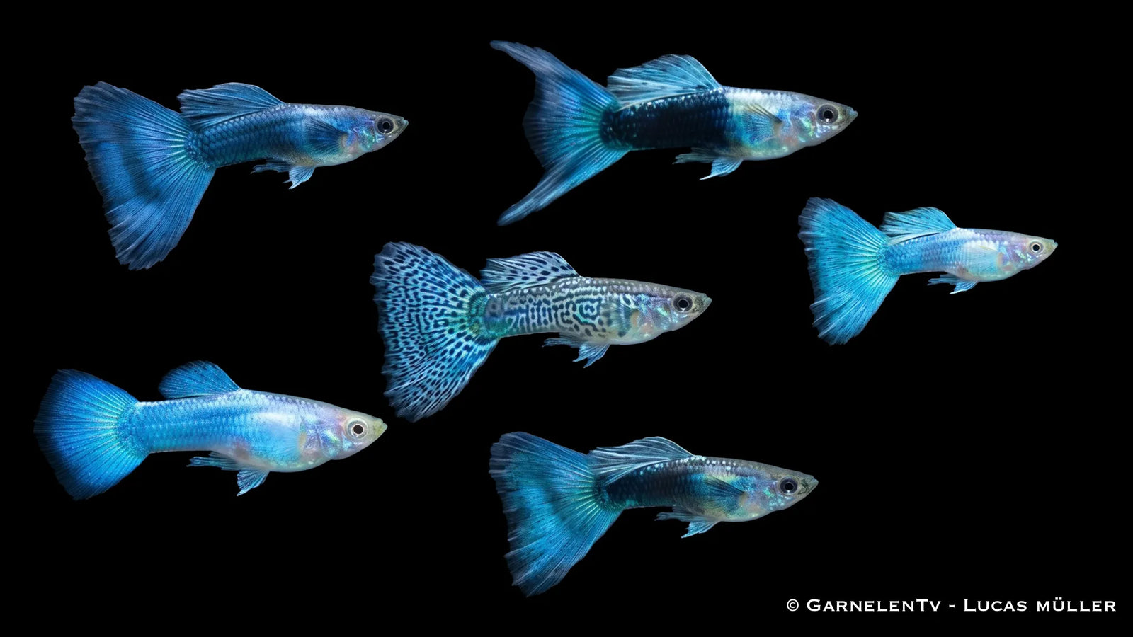 Männlicher blauer Guppy Poecilia reticulata mit intensiven Blautönen, schlanker Körperform und auffälliger Flossenzeichnung im Süßwasseraquarium