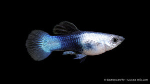 Guppy männlich Blue Panda Poecilia reticulata im bepflanzten Aquarium