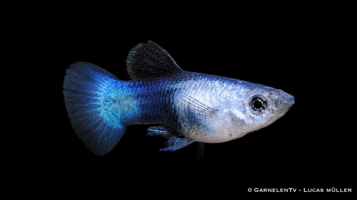 Männlicher Blue Panda Guppy mit blauer Färbung und schwarzer Pandazeichnung