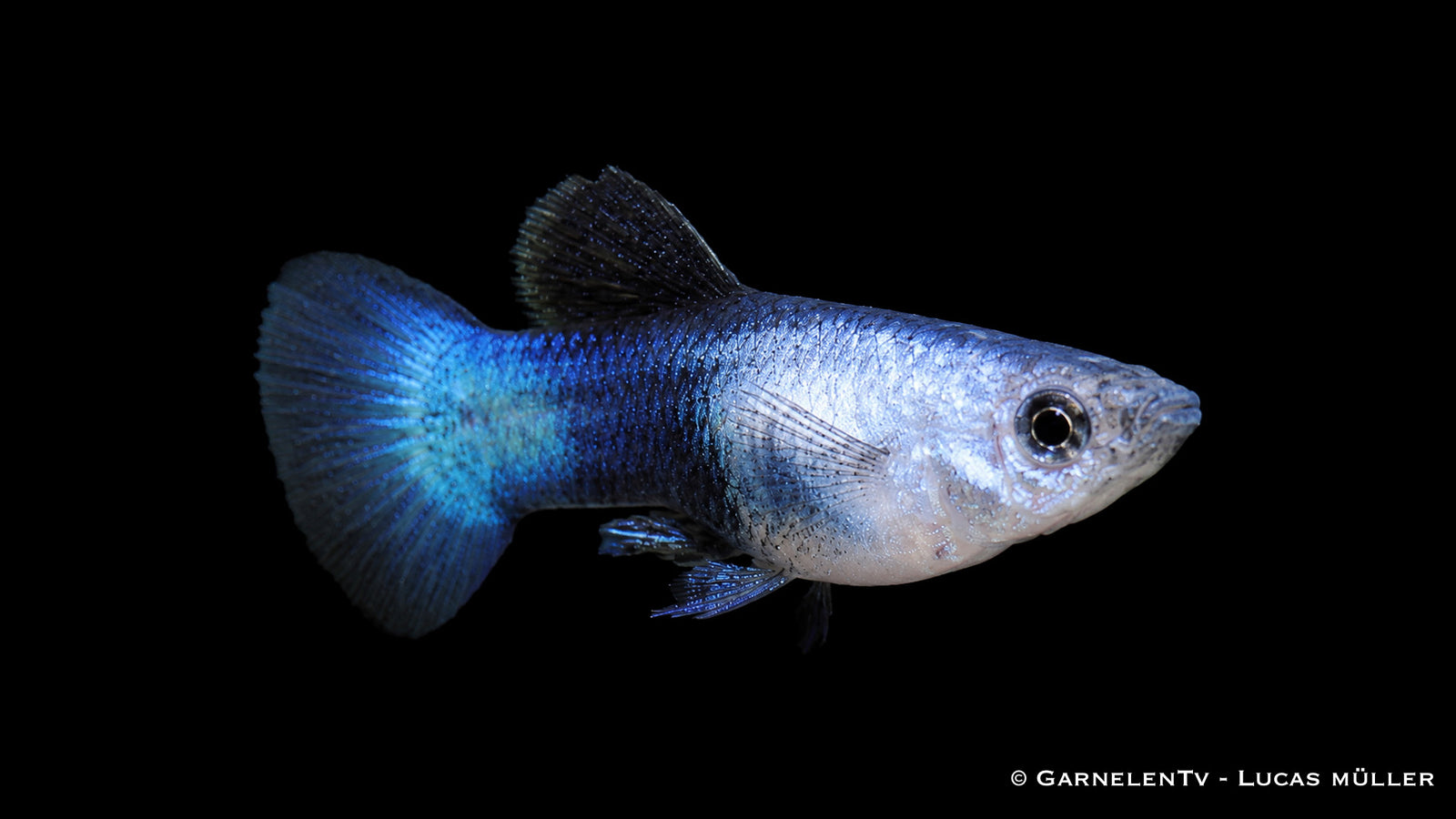 Guppy männlich Blue Panda Poecilia reticulata im bepflanzten Aquarium