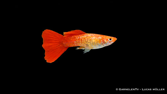 Guppy männlich cobra blond - Poecilia reticulata