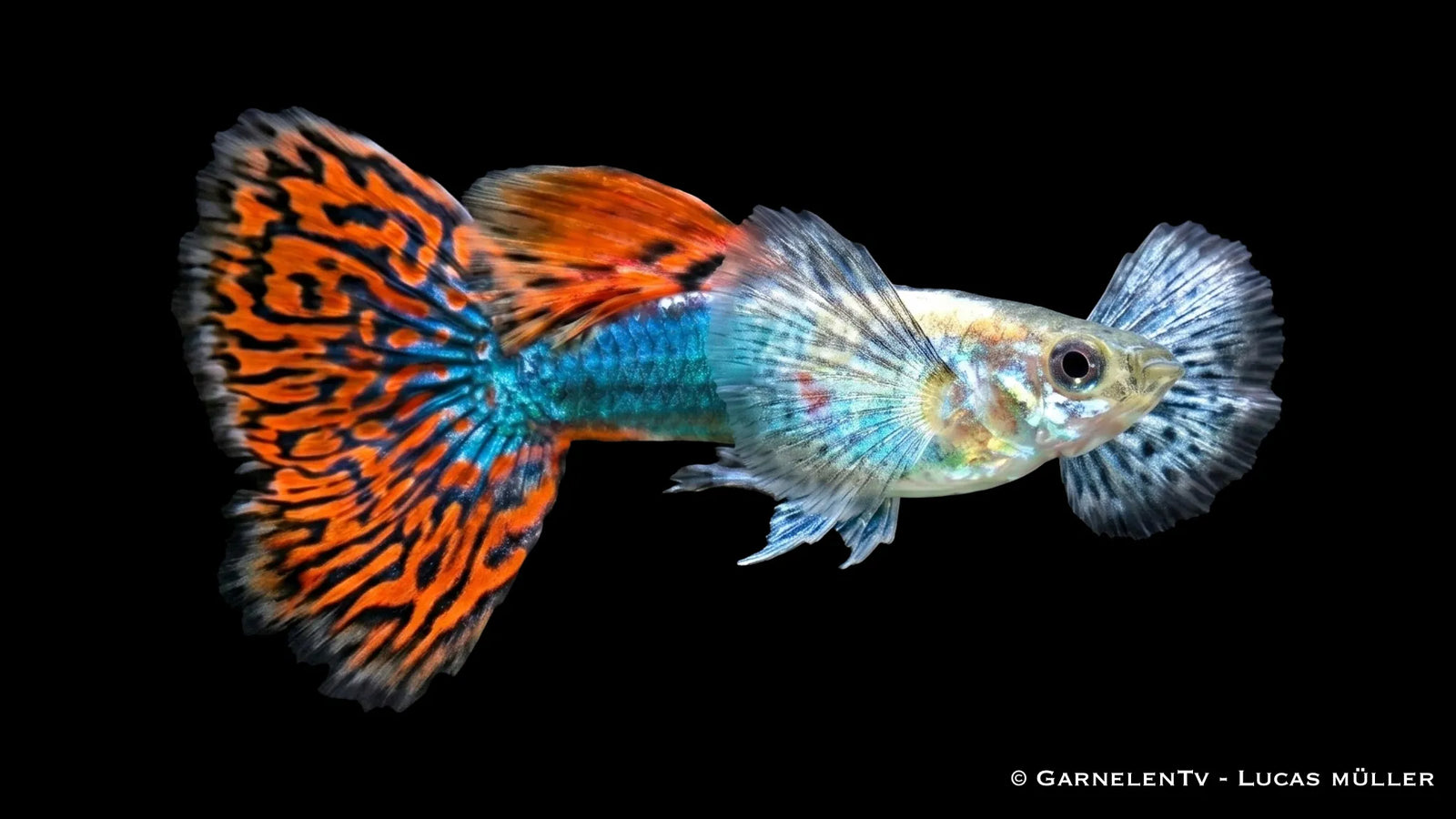 Männlicher Dumbo Red Dragon Guppy Poecilia reticulata mit roten Flossen, breiten Brustflossen und auffälliger Dragon Zeichnung im Aquarium