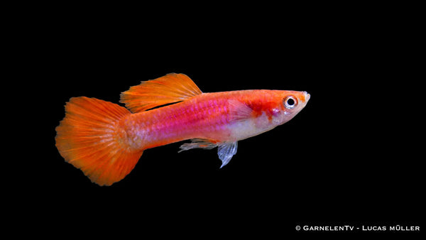 Guppy männlich flame - Poecilia reticulata
