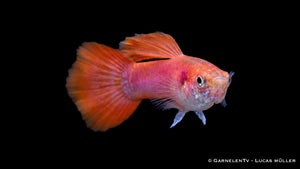 Poecilia reticulata Flame als farbintensiver männlicher Guppy mit warmen Flossentönen, aktiver Schwimmweise und dekorativer Wirkung im Süßwasseraquarium