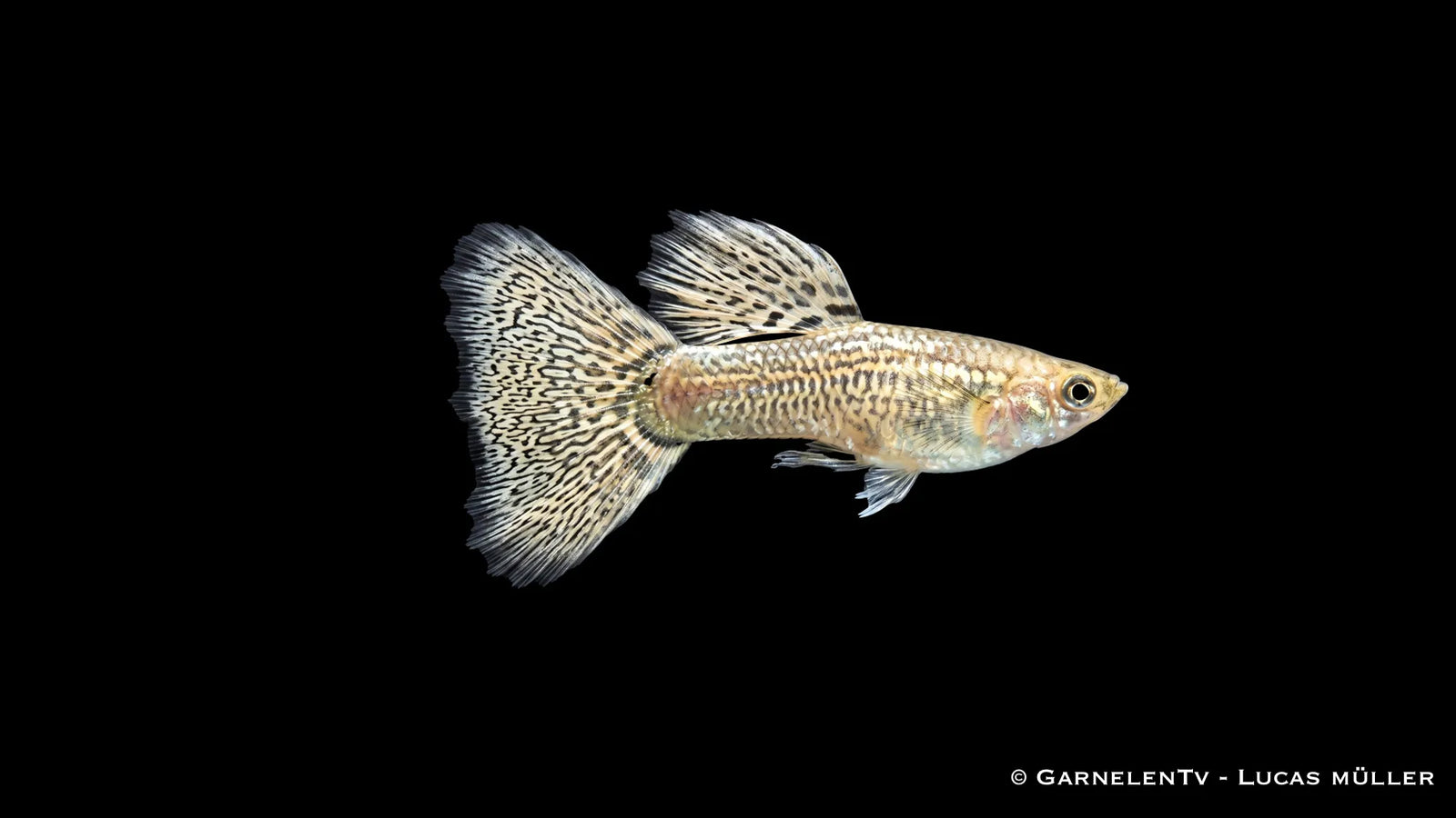 Männlicher Ivory Cobra Guppy Poecilia reticulata mit heller Grundfarbe, feiner Cobra Zeichnung und auffälliger Schwanzflosse im Süßwasseraquarium
