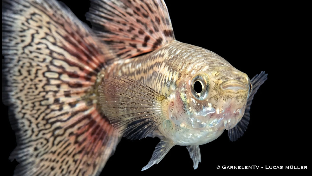 Poecilia reticulata Ivory Cobra als farbenreicher männlicher Guppy mit eleganter Musterung, schlanker Körperform und lebhaftem Schwimmverhalten