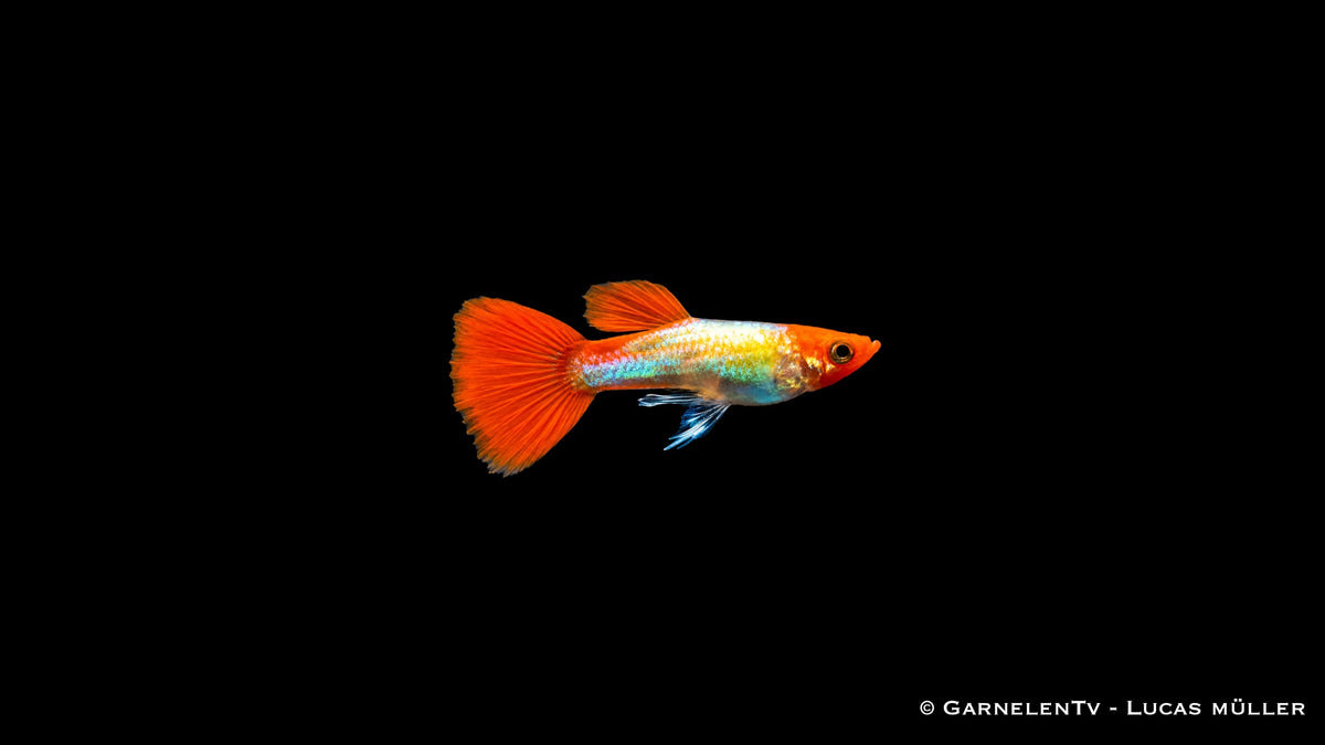 Guppy männlich koi kohaku metallic - Poecilia reticulata