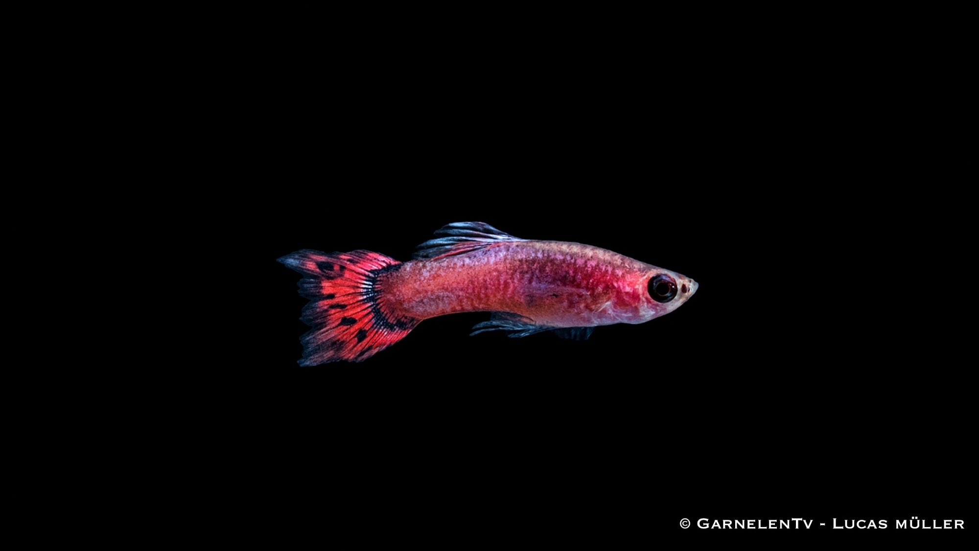 Guppy Männlich Pink – Poecilia reticulata im Aquarium