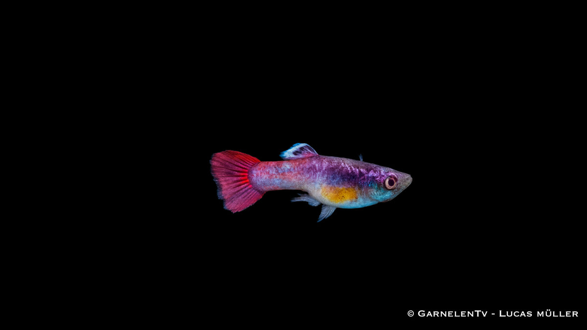 Guppy Männlich Pink – Poecilia reticulata im Aquarium