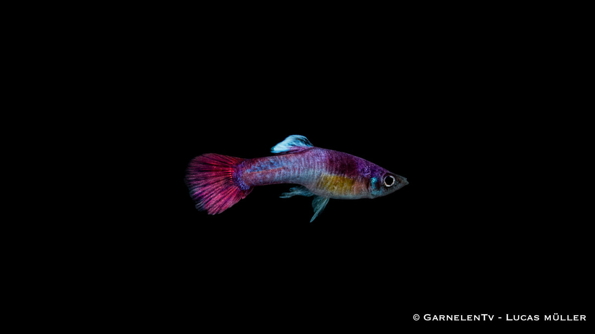 Guppy Männlich Pink – Poecilia reticulata im Aquarium