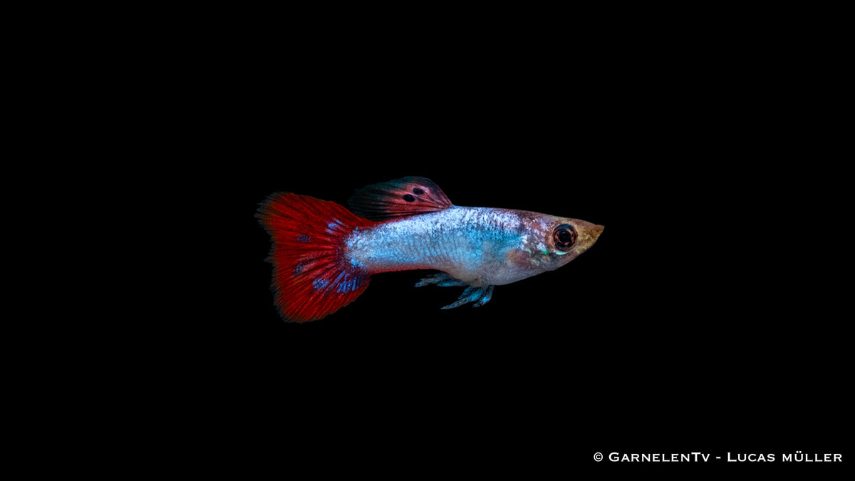 Guppy Männlich Pink – Poecilia reticulata im Aquarium