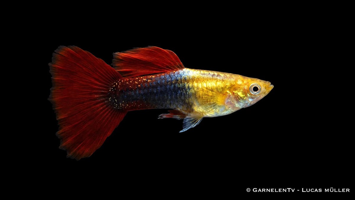 Männlicher Red Gold Tuxedo Guppy Poecilia reticulata mit rot goldener Färbung, dunkler Tuxedo Zeichnung und auffälliger Schwanzflosse im Aquarium