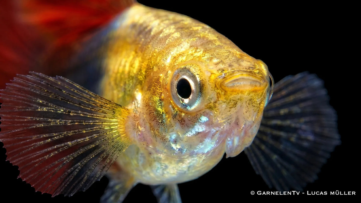 Guppy Männchen Red Gold Tuxedo im Süßwasseraquarium mit edler Rot Gold Optik, schlanker Körperform