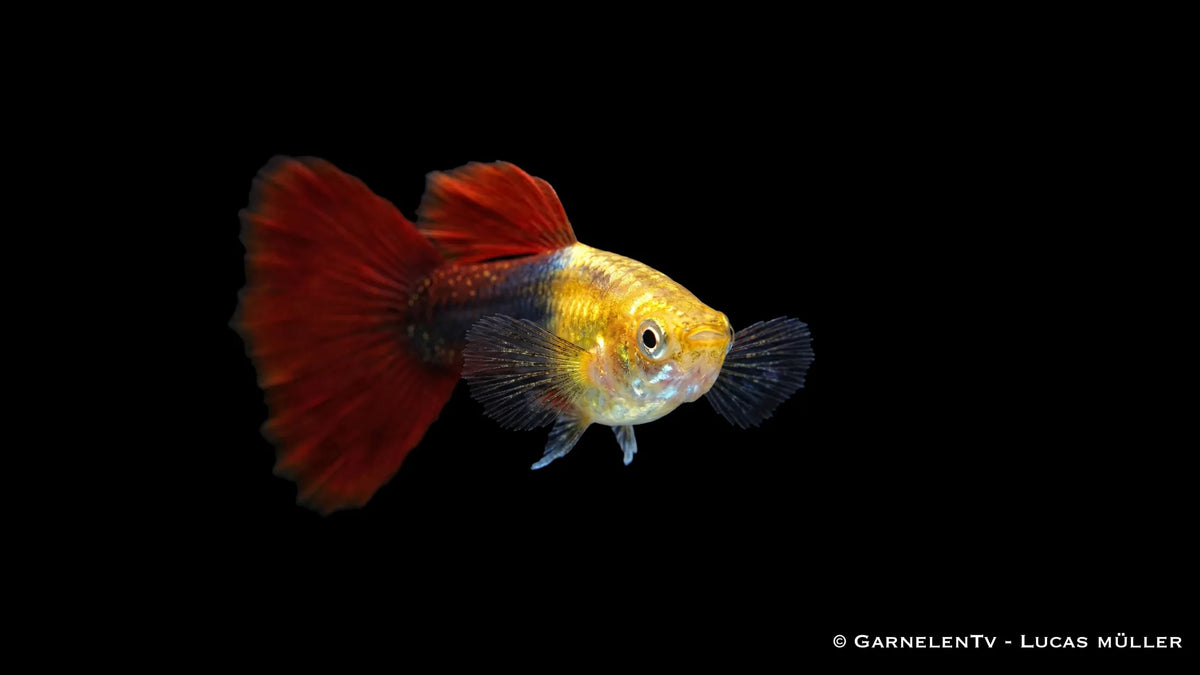Poecilia reticulata Red Gold Tuxedo als farbenreicher Guppy mit kontrastreichem Körpermuster, leuchtenden Flossen und lebhaftem Schwimmverhalten