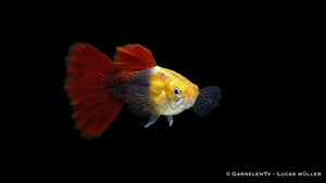 Poecilia reticulata Red Gold Tuxedo als farbenreicher Guppy mit kontrastreichem Körpermuster, leuchtenden Flossen und lebhaftem Schwimmverhalten