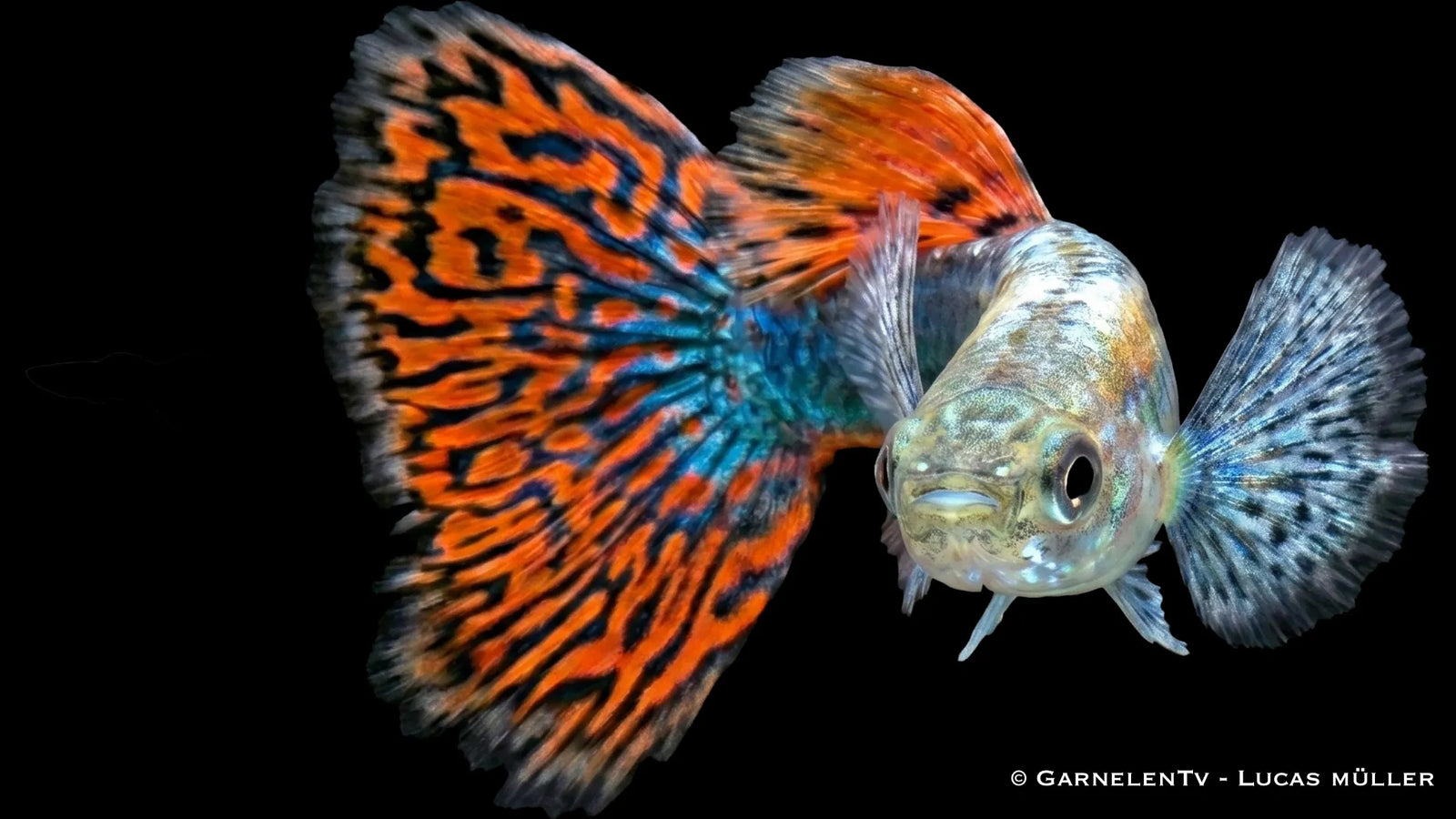 Männlicher Dumbo Red Dragon Guppy Poecilia reticulata mit roten Flossen, breiten Brustflossen und auffälliger Dragon Zeichnung im Aquarium