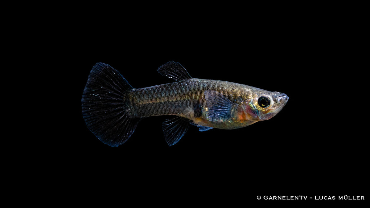 Guppy weiblich Black Metal Lace - Poecilia reticulata