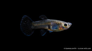 Guppy weiblich Black Metal Lace - Poecilia reticulata