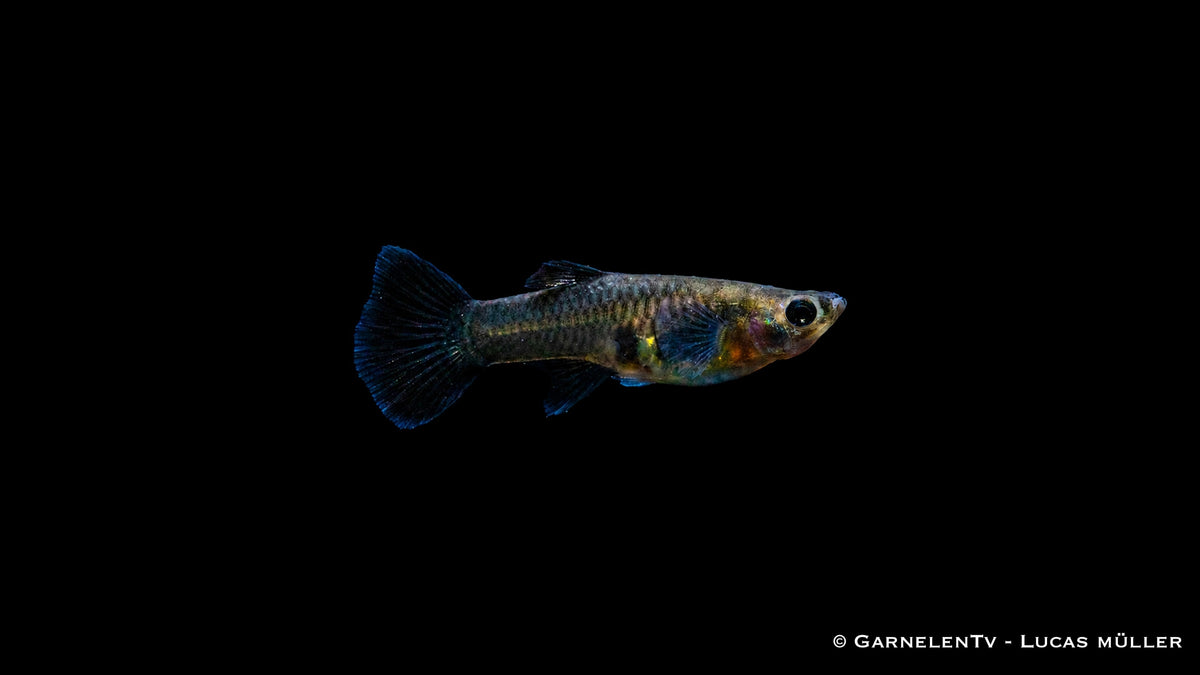 Guppy weiblich Black Metal Lace - Poecilia reticulata