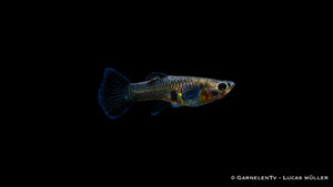 Guppy weiblich Black Metal Lace - Poecilia reticulata
