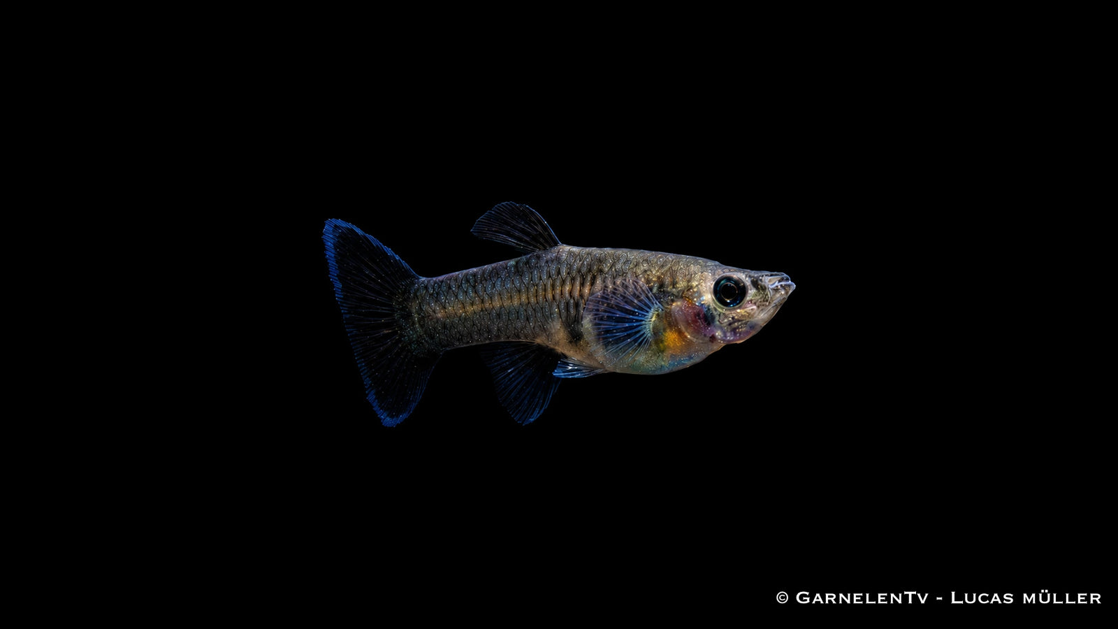 Guppy weiblich Black Metal Lace - Poecilia reticulata