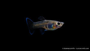 Guppy weiblich Black Metal Lace - Poecilia reticulata
