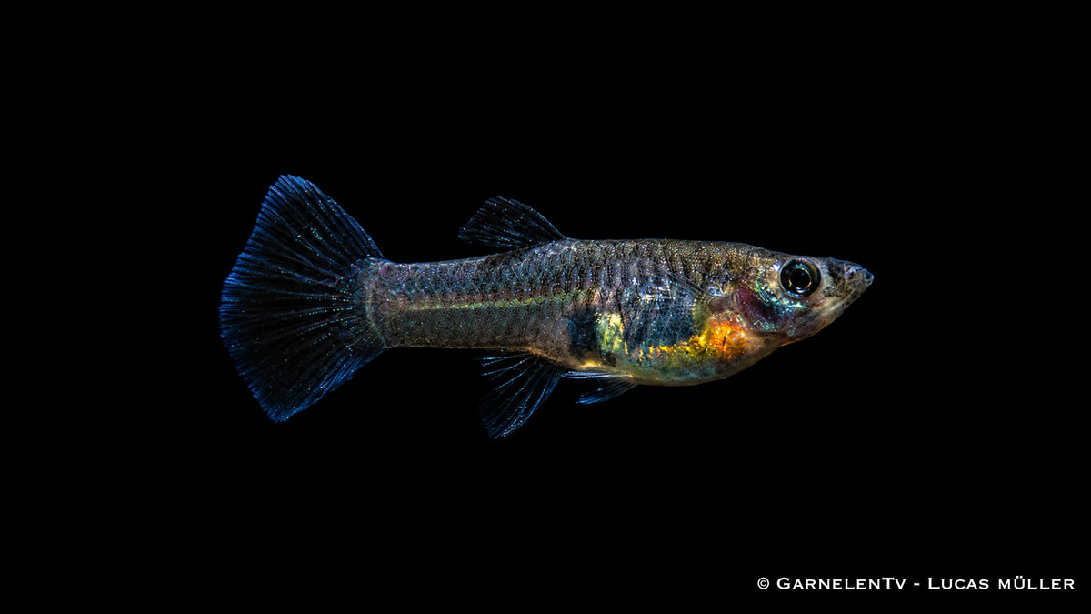 Guppy weiblich Black Metal Lace - Poecilia reticulata