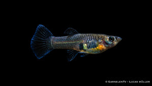 Guppy weiblich Black Metal Lace - Poecilia reticulata
