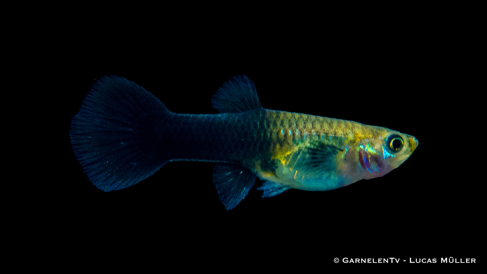 Guppy Weiblich Black Panda Poecilia reticulata