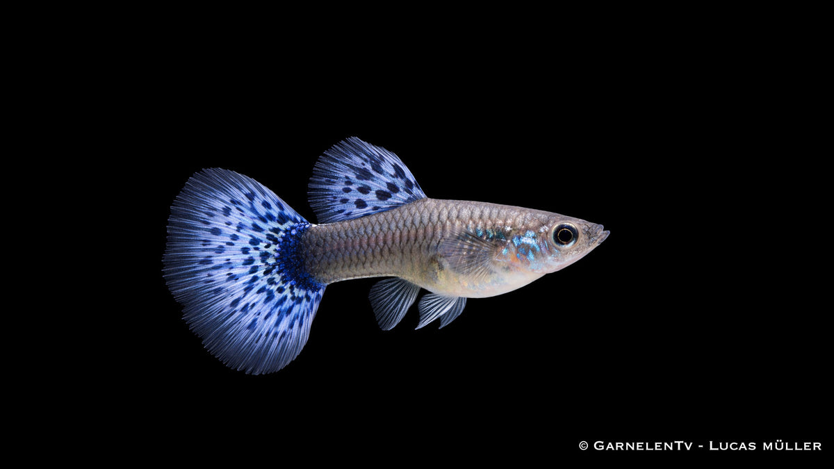 Guppy weiblich cobra blue - Poecilia reticulata