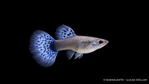 Guppy weiblich cobra blue - Poecilia reticulata