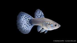 Guppy weiblich cobra blue - Poecilia reticulata
