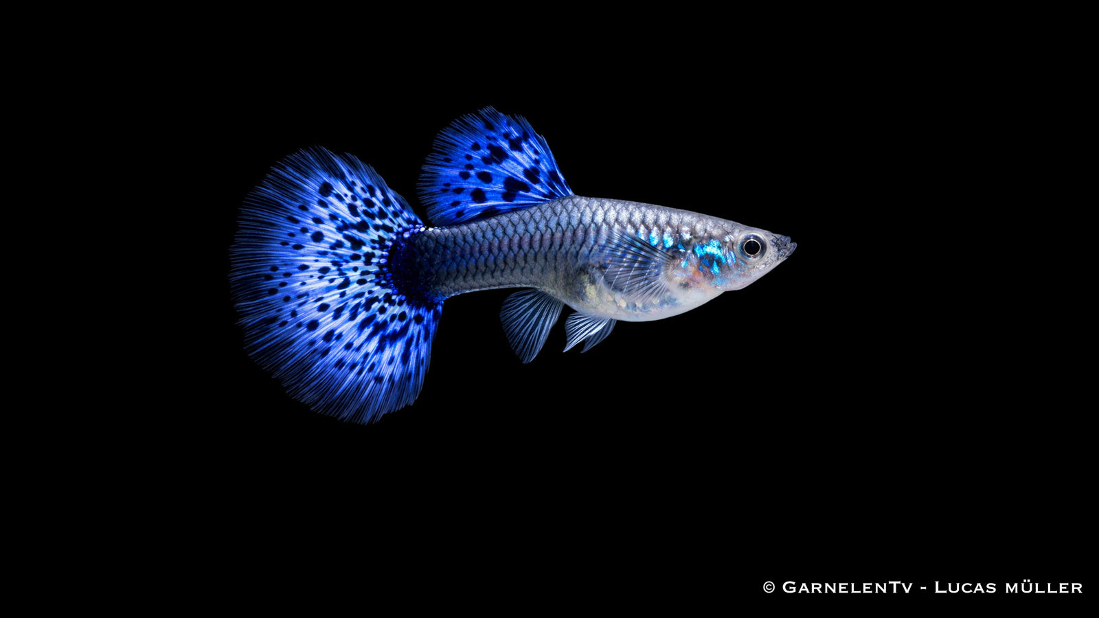 Guppy weiblich cobra blue - Poecilia reticulata