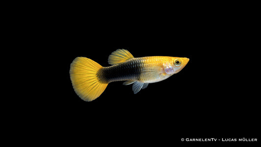 Guppy weiblich Goldgelb Tuxedo – Poecilia reticulata