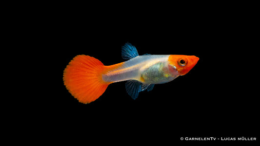 Guppy weiblich koi tuxedo - Poecilia reticulata