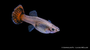 Guppy "Purple Flame" bei 28°C Wassertemperatur