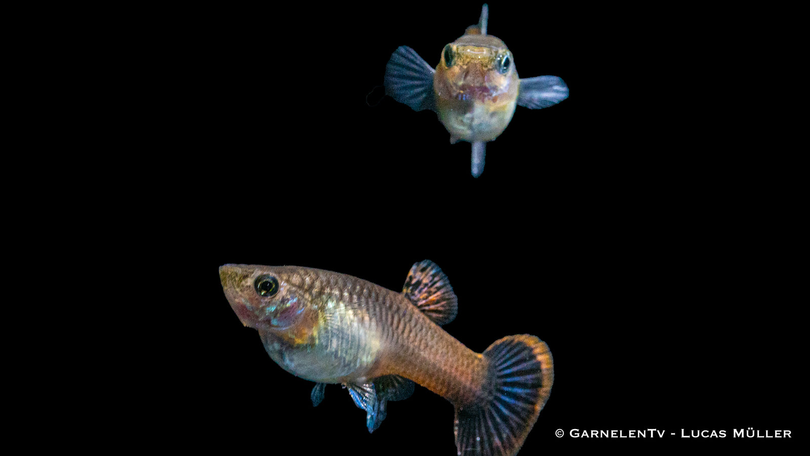 Weiblicher Guppy "Purple Flame" im Aquarium