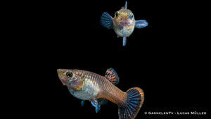 Guppy "Purple Flame" Poecilia reticulata