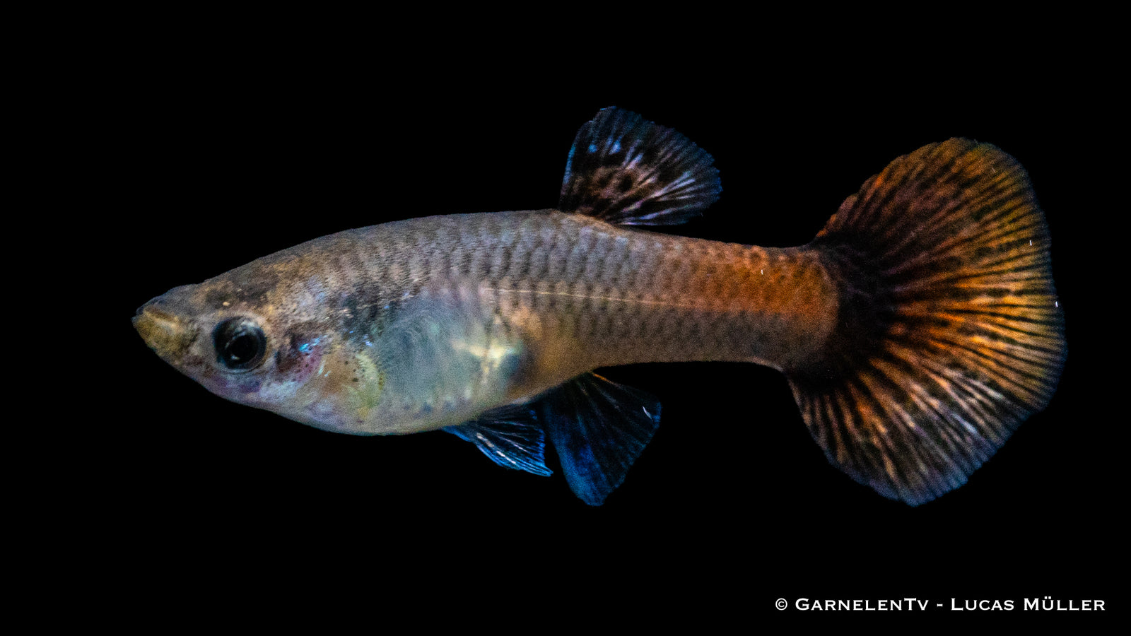 Weiblicher Guppy "Purple Flame" im Aquarium